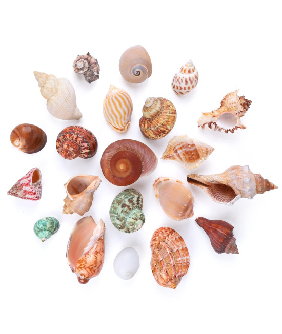 21Pcs 21 Kind Natural Hermit Crab Shells Size 05 - 35, Opening 03 - 15 Hermit Crab Supplies Pearl Turbo Seashell For Dacor