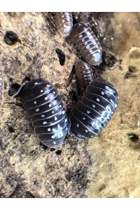Bugzy Bugs Armadillidium Klugii Pudding Isopod 10 Count Live Insects Roly Poly Cleanup Crew for Terrarium Reptile Pet Food