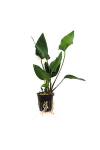 Potted Anubias Plants Live Freshwater Aquatic Plants For Aquariums And Terrariums - Low Light, Low Maintenance Plants (Potted Anubias Hastifolia)