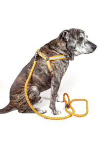 Reflective Stitched Easy Tension Adjustable 2-in-1 Dog Leash and Harness(D0102H7LWGA.)