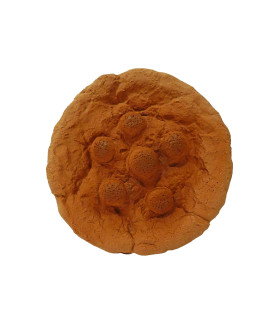 7 Inch Premium Stuffed Latex Totally Soft Cookie