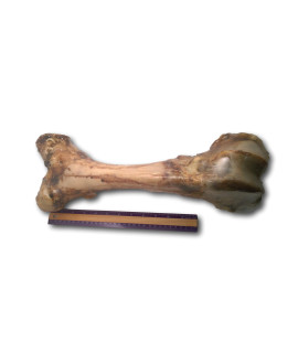 16-18 Inch Monster Natural Meaty Bone