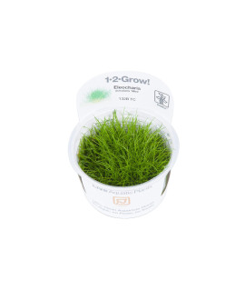 Tropica Eleocharis acicularis Mini Dwarf Hair grass Live Aquarium Plant - in Vitro Tissue culture 1-2-grow