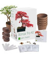 Plant Theatre Bonsai Tree Kit - Indoor Plant growing Kit w 3 Mini Bonsai Seed Packs, 6 Pots, 6 Peat Discs and 6 Propagator Bags - gardening gifts for Men, Women and Room Decor - crafts for Adults