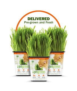 100% Certified Organic Fresh Cat Grass 3-Pack. Natural Cat Treat