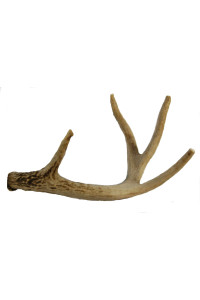 Big Dog Antler Chews - Whitetail Deer Antler Dog Chew, Medium, 8 Inches to 13 Inches Long, Natural, Healthy Long-Lasting Treat. for Medium to Large Size Dogs and Puppies! Happy Dog Guarantee!