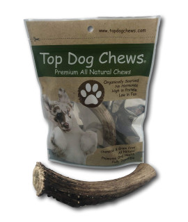 Top Dog Chews Premium Large Grade A Whitetail Deer Antler for Dogs - Single Antler