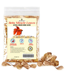 SunGrow 50 pcs Catappa Indian Almond Leaves for Betta Fish Tank Aquarium, 2 Water Conditioner Leaves, Leaf Also Suitable for Shrimp, Goldfish, Guppy and Frogs