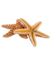 Sugar Starfish - 4 - 6 Real Large Brown Sugar Starfish - 2 Pack - Real Starfish - Aquarium Natural Decorations - Star Fish for Crafts - Large Starfish - Large Aquarium Decor - Beach Starfish D?cor