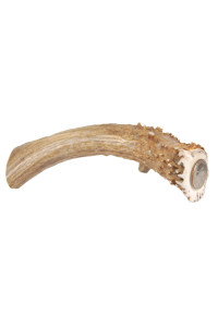 Big Dog Antler Chews - XL Deer Antler Dog Chew - Extra Large, Thick, Jumbo - 6 Inches or Longer - for Large Dogs and Puppies Who are Aggressive Chewers