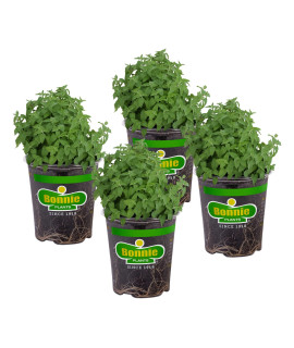 Bonnie Plants Catnip Live Herb Plants - 4 Pack, Pet Friendly, Grows Great In Containers, Fresh For Cats & Dries For Cat Sachets