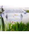 capetsma Fish Breeding Box, Acrylic Fish Isolation Box with Suction Cups, Aquarium Acclimation Hatchery Incubator for Baby Fishes Shrimp Clownfish and Guppy... Small Size (S)