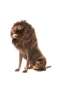 Onmygogo Lion Mane Wig for Dogs with Ears, Funny Pet Costumes for Halloween Christmas (Size M, Coffee)