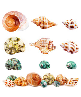 Hermit Crab Shells Large Medium Growth Turbo Seashell Supplies Natural Sea Conch Home Decor