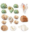 15PCS Hermit Crab Shells (7 Types) Natural Hermit Crab Shells, for Small to Large Hermit Crab Turbo Shells Hermit Crab Supplies