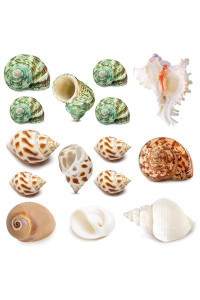 15PCS Hermit Crab Shells (7 Types) Natural Hermit Crab Shells, for Small to Large Hermit Crab Turbo Shells Hermit Crab Supplies