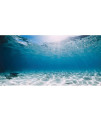 AWERT 48x20 inches Vinyl Undersea Ocean Floor Aquarium Background Tropical Tank Background