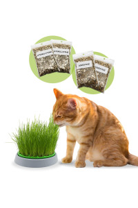 R&R SHOP - Double Seeds catnip Kit - germinating Pot, 2 Types of catnip, Stimulant and Digestive, 4 sachets of Seeds and Substrate, Suitable for All cats
