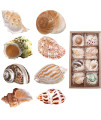 Hermit crab Shells Medium to Large growth Turbo Seashells 1-2 Openning Size Natural Decoration Supplies