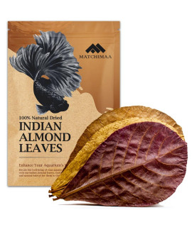 Premium Indian Almond Leave. Aquarium Decorations Size 6-9 Pack 50g(20-25 Leaves). Catappa Leaves Rich in Tannin. Superb to be Health Better, Vitality, Succesful Breeding! of Shrimp & Betta Fish Tank