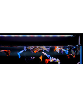 Twinstar Aquarium LED Light B-Line (120B)