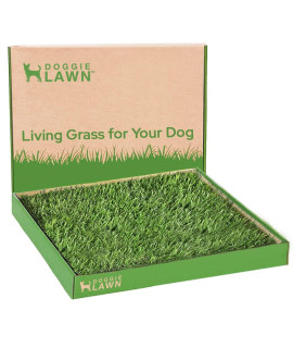 DoggieLawn Real Grass Puppy Pee Pads- 24 x 24 Inches - Perfect Indoor Litter Box for Dogs - No Mess, Easy-to-Use - Potty Training for Pets - Eco-Friendly Disposable Bathroom with Real Living Grass