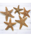 Sugar Starfish, 4 - 6 inch Large Starfish, Sea Star, Starfish Decor, Aquarium Decor, Fish Tank Decor, Starfish for Crafts, Christmas Ornaments, Real Starfish 5 Pack
