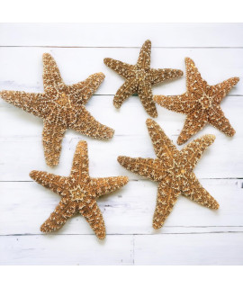Sugar Starfish, 4 - 6 inch Large Starfish, Sea Star, Starfish Decor, Aquarium Decor, Fish Tank Decor, Starfish for Crafts, Christmas Ornaments, Real Starfish 5 Pack