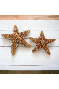 Sugar Starfish, 4 - 6 inch Large Starfish, Sea Star, Starfish Decor, Aquarium Decor, Fish Tank Decor, Starfish for Crafts, Christmas Ornaments, Real Starfish 2 Pack