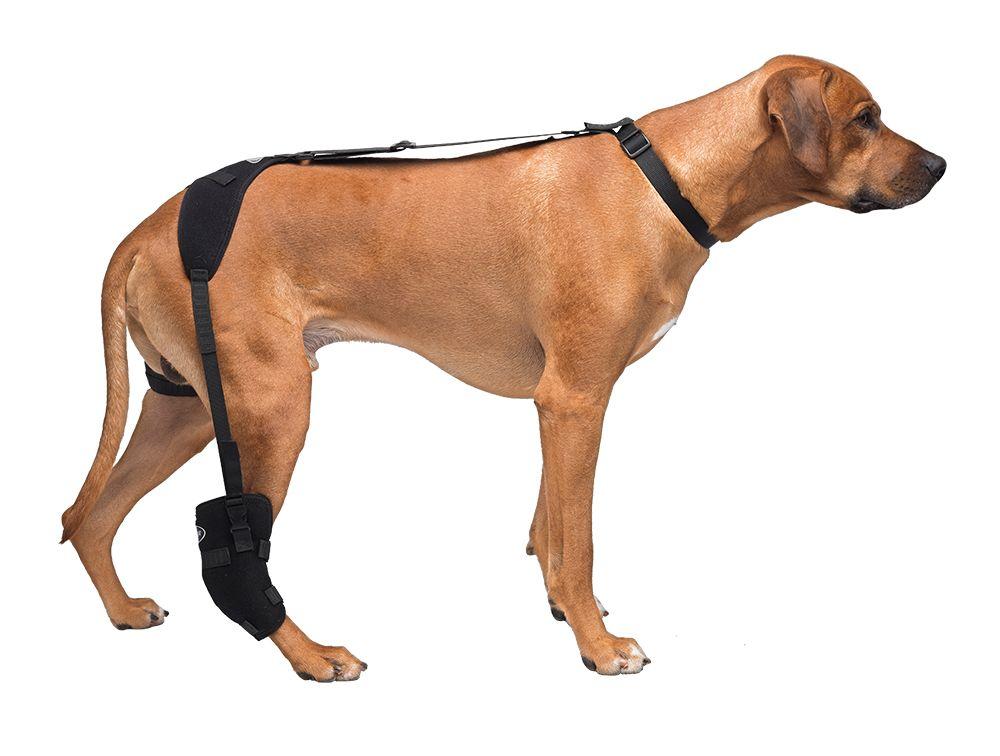 Large Tarsal Pet Therapy Wrap With Therapy Gel