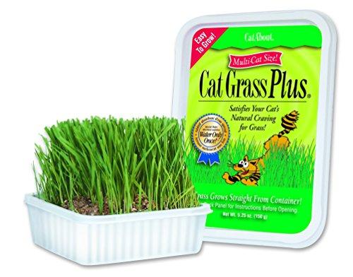 Cat-About Multi-Cat CatGrass Plus Tub 150 grams by MiracleCorp/Gimborn