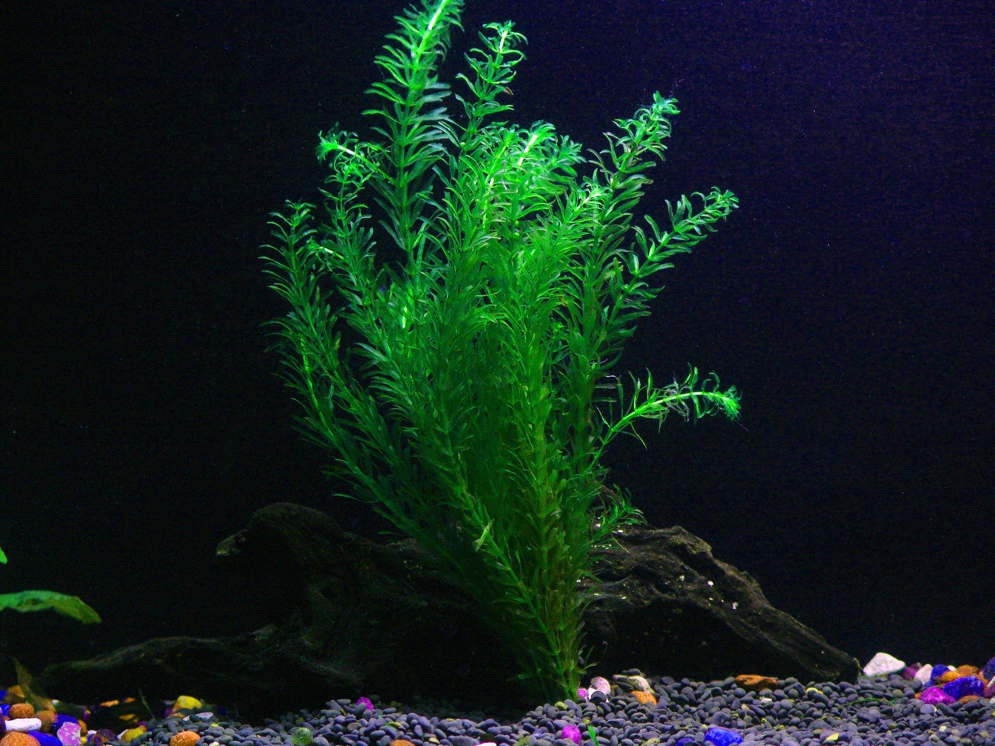 4 Anacharis Bunches - 4+ Stems Egeria Densa - Beginner Tropical Live Aquarium Plant
