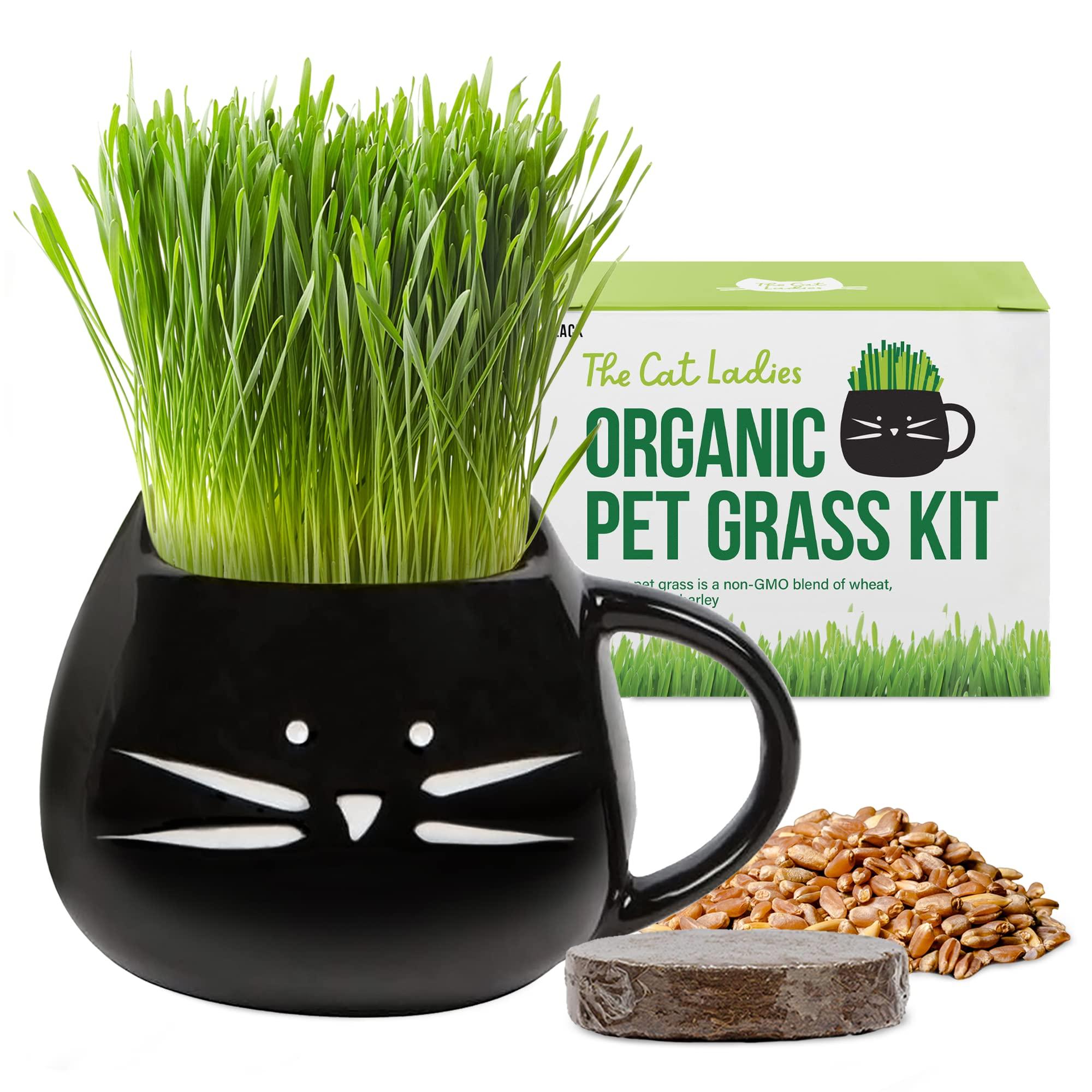 The cat Ladies Organic cat grass growing kit with Seed Mix, Soil and Black cat Planter Natural Hairball control and Digestion Remedy for cats