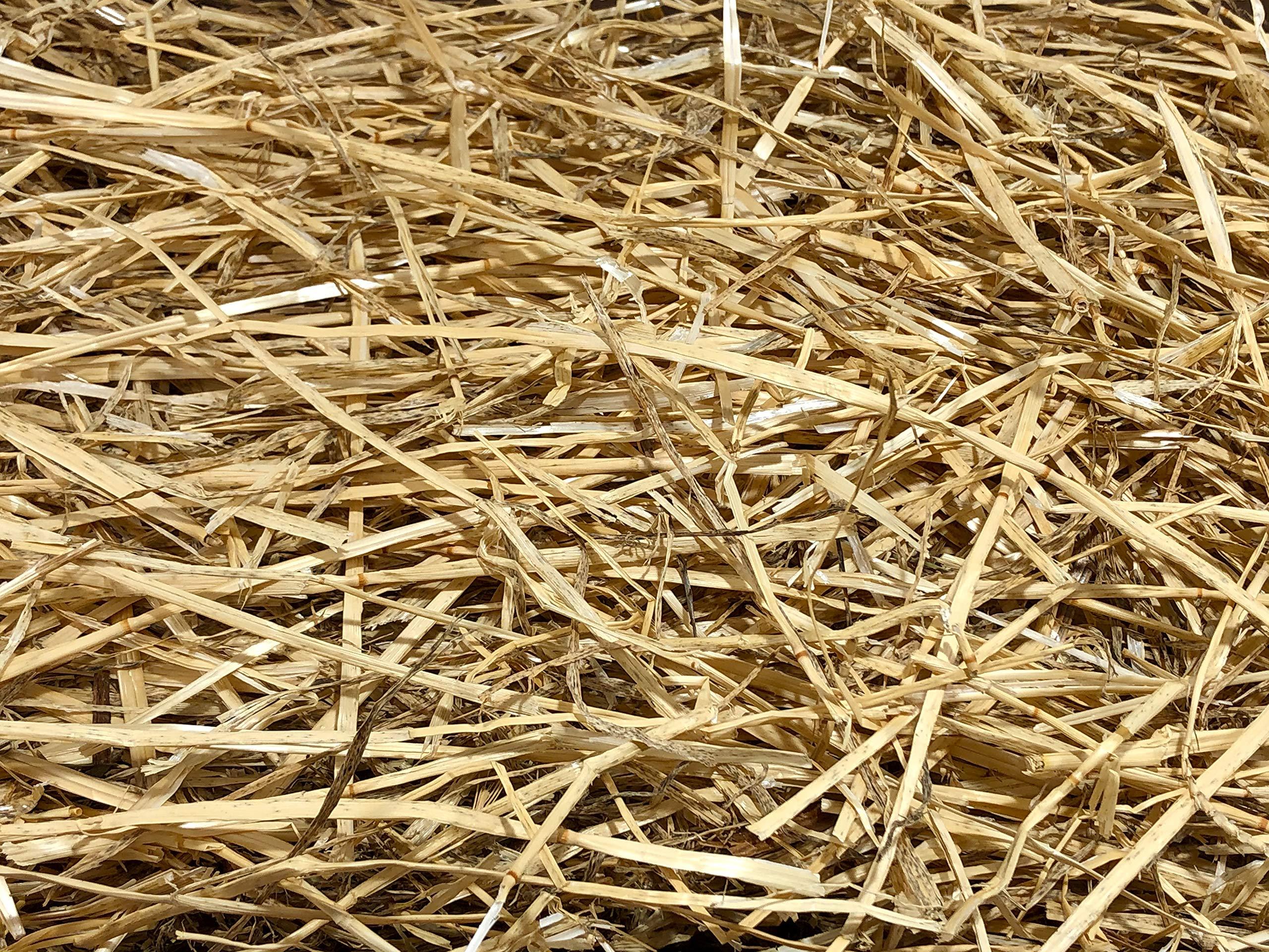 AA Plus Shop 100% Natural Wheat Straw Grass, Authentic Natural Wheat hay (8LB)